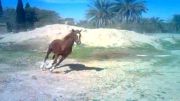 اسب در حال لنژ