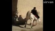اسب کرد(کامران)