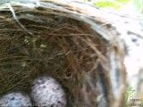 لانه پرنده بلبل درون درخت لیموشیرین دارای 3 تخم