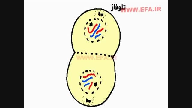 مراحل تقسیم سلولی(میتوز)