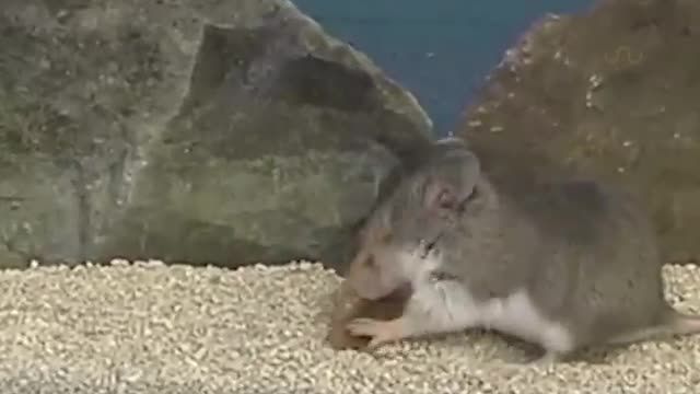 حمله عقرب به موش