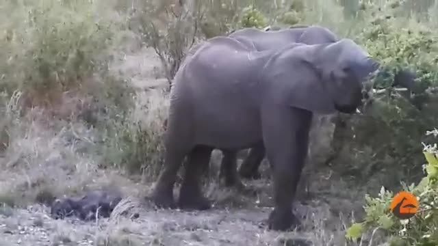 فیل مادر بچه اش را با ضربه زدن نجات داد