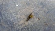 زنبور خوراک مورچه