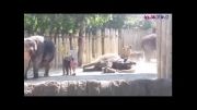 فیل پیشانی اش را تمیز می کند