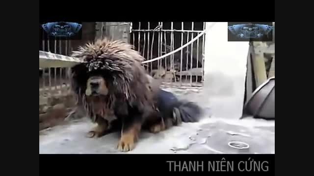 تیبتان ماستیف ، ماستیف تبتی
