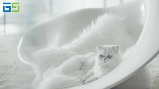 استفاده از گربه ایرانی در تبلیغ کاورهای Galaxy S۶ !