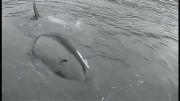 تقلید صدای قایق توسط نهنگ برای برقراری رابطه با انسان