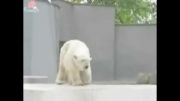 رقصیدن خرس قطبی!!