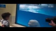 درگیری جالب بچه و دلفین