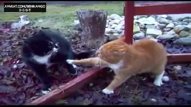 نبرد گربه ها