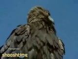 شکار بز کوهی توسط عقاب