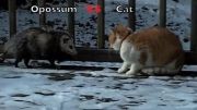 Opossum-vs-Cat