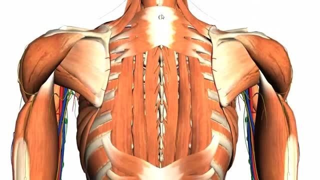 ویدئو آموزشی عضلات میانی و داخلی پشت
