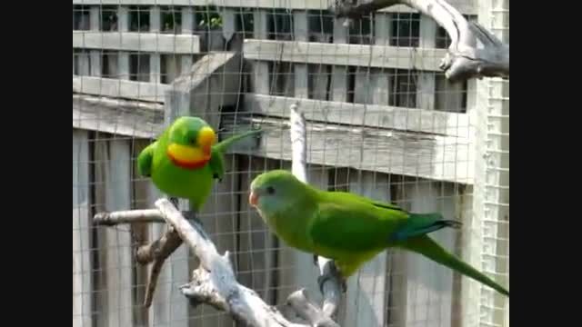 طوطی باشكوه Superb Parrot