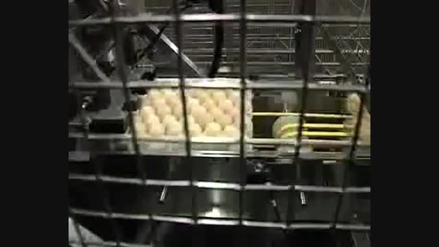آموزش کامل نحوه جوجه کشی از تخم نطفه دار - بخش دوم