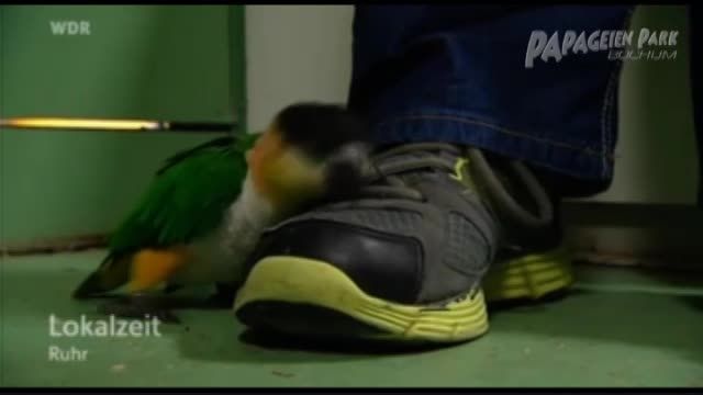 طوطی کایک سر سیاه(Black-headed Caiques) بامزه