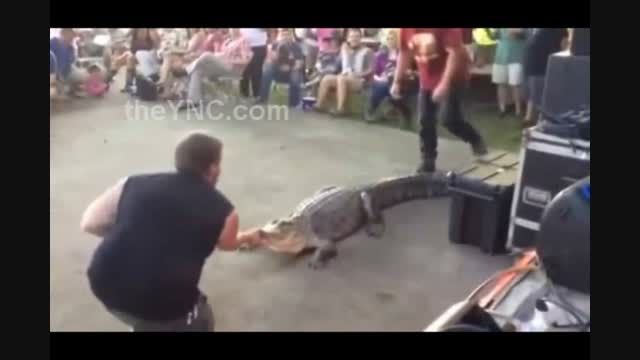 حمله تمساح گرسنه به مرد