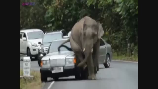 وقتی یک فیل تنش می خارد!