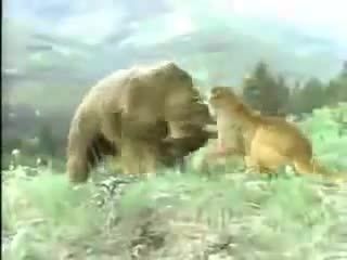 جنگ شیر و خرس