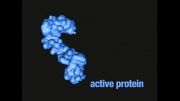 غیر فعال کردن پروتئین
