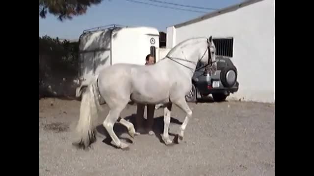 رقص زیبای اسب