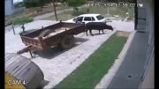 دزدی گاو در کمتر از 60 ثانیه