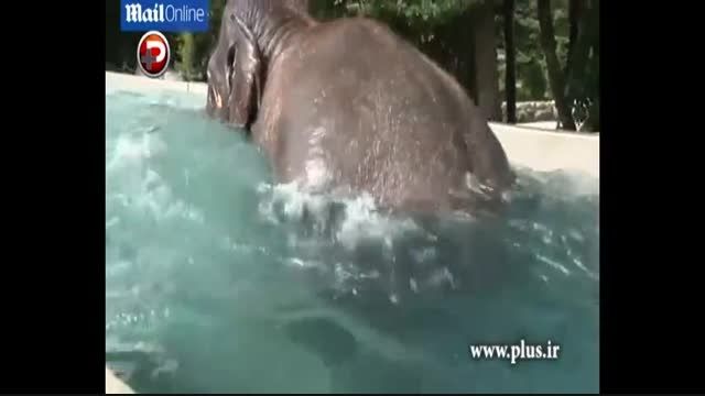 استخر ویژه فیل ها در ژاپن