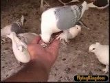 کبوتر از دست غذا میخوره