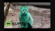 راز گربه سبز رنگ، بلغاری چیست؟