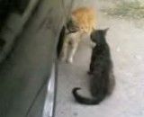 جنگ گربه ها