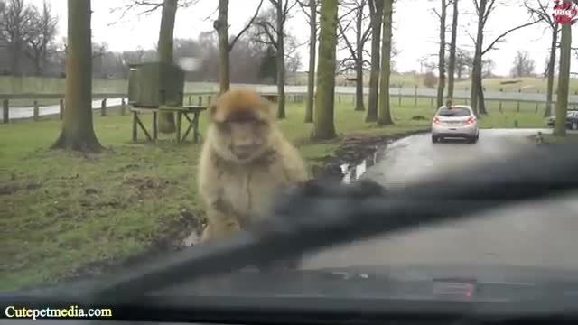 کلیپ میمون های جذاب و خنده دار