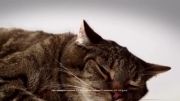 تیزر تبلیغاتی مرسدس بنز - گربه و خودروی آیرودینامیک
