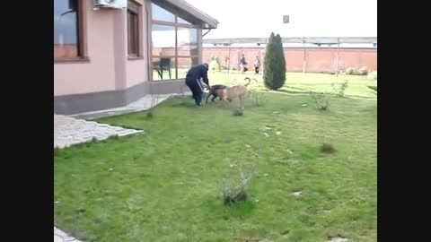 سگ ارژانتینی dago argantino و کن کورسو cane corso دو