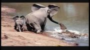 حمله تمساح به فیل(خیلی جالبه)