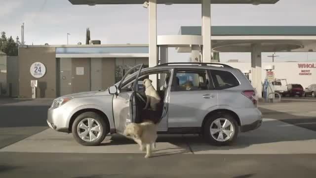 اولین سگ گردشگر و مخصوصا اولین سگ راننده در دنیا