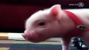 بچه خوک معلولی که ستاره ی اینترنت شده است