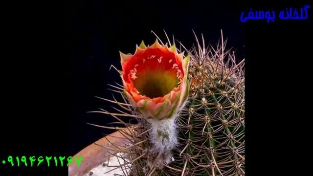 گل کاکتوس 6 Echinopsis