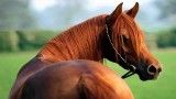 عکس های زیبای اسب