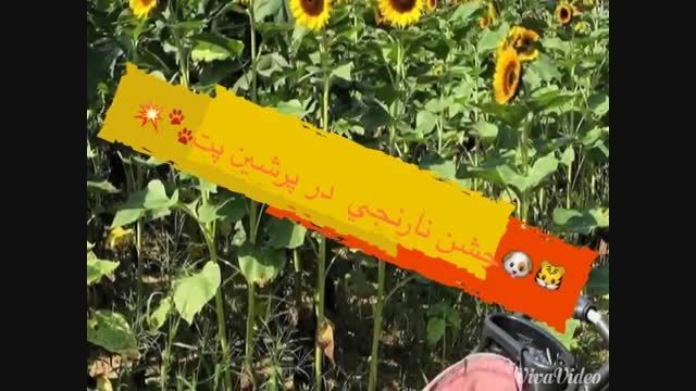 روز دوم جشن پرشین پت ۲۰ شهریور ۱۳۹۴