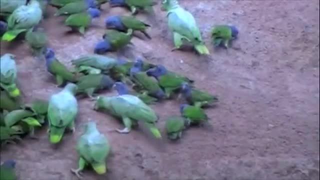 طوطی های وحشی آمازون در اکوادور