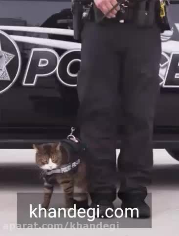 چرا پلیس از گربه استفاده نمیکنه