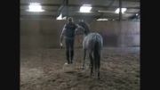 کمانگیری روی اسب ( حساسیت زدایی اسب )3
