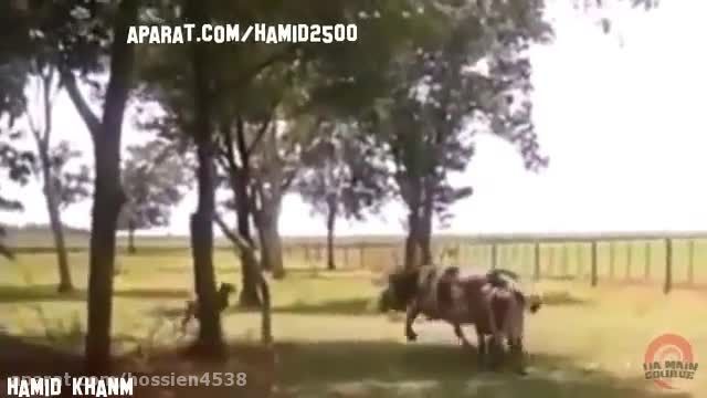 کشته شدن گاو عظیم الجثه توسط گوسفندی کوچک
