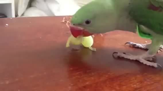 جوجه شاه طوطی 4ماهه در حال خوردن انگور (با جلیقه پرواز)