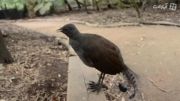 شگفت انگیزترین پرنده استرالیاباتوانایی تقلیدصدا