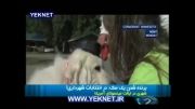 yeknet.ir - اولین سگ شهردار دنیا