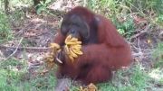 اورانگوتان در حال خوردن موز