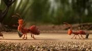 همکاری مورچه ها