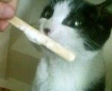 گربه بستنی میخوره؟؟؟؟