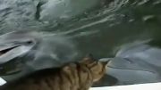بازی گربه و دلفین